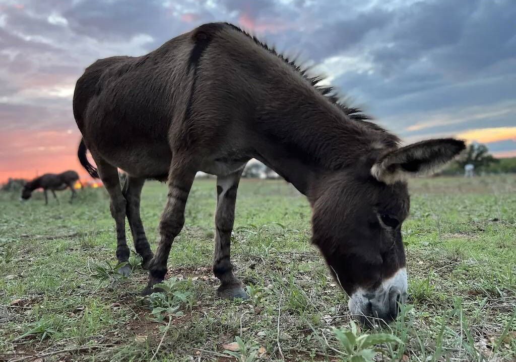 Photo of Others in Llano