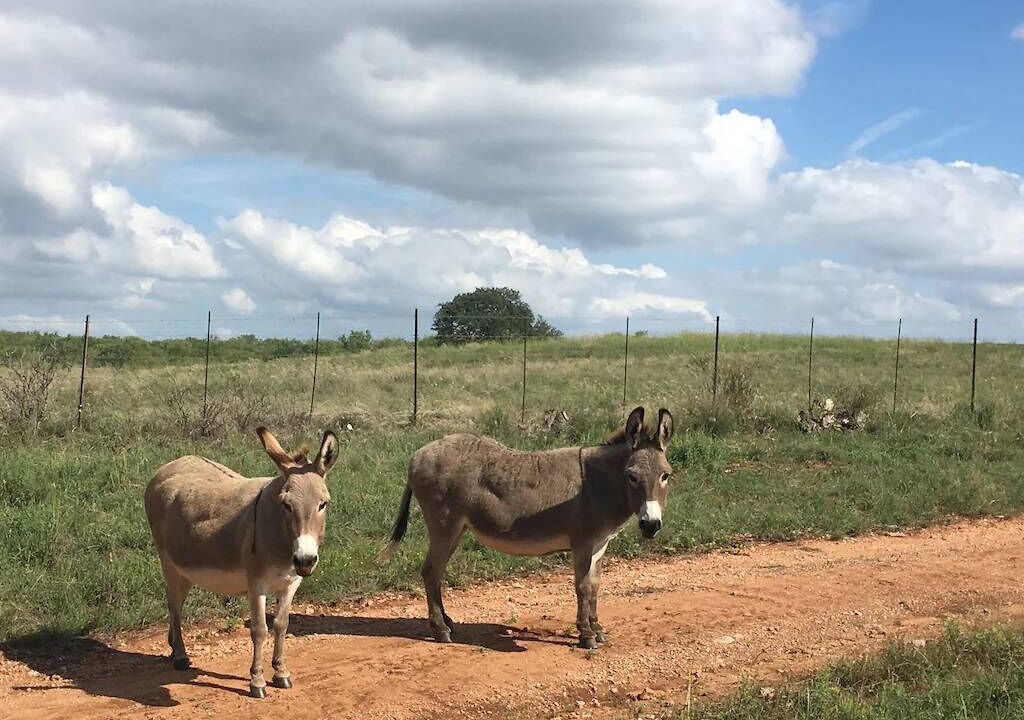 Photo of Others in Llano