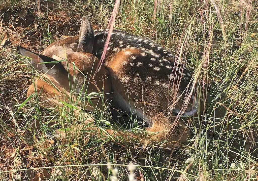 Photo of Others in Llano