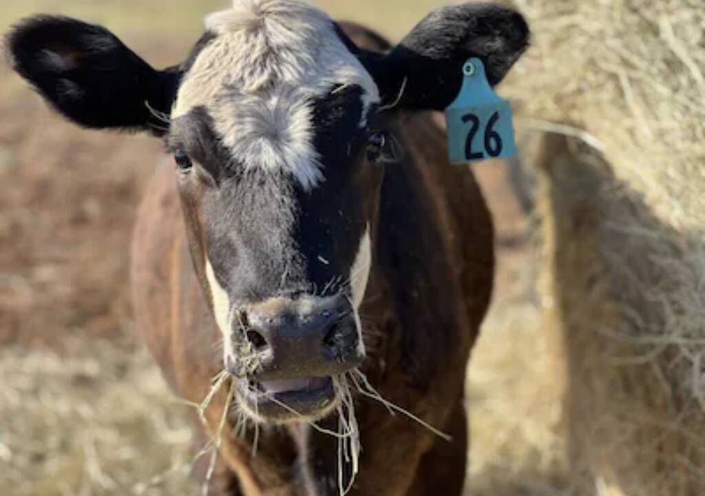 Photo of Others in Llano