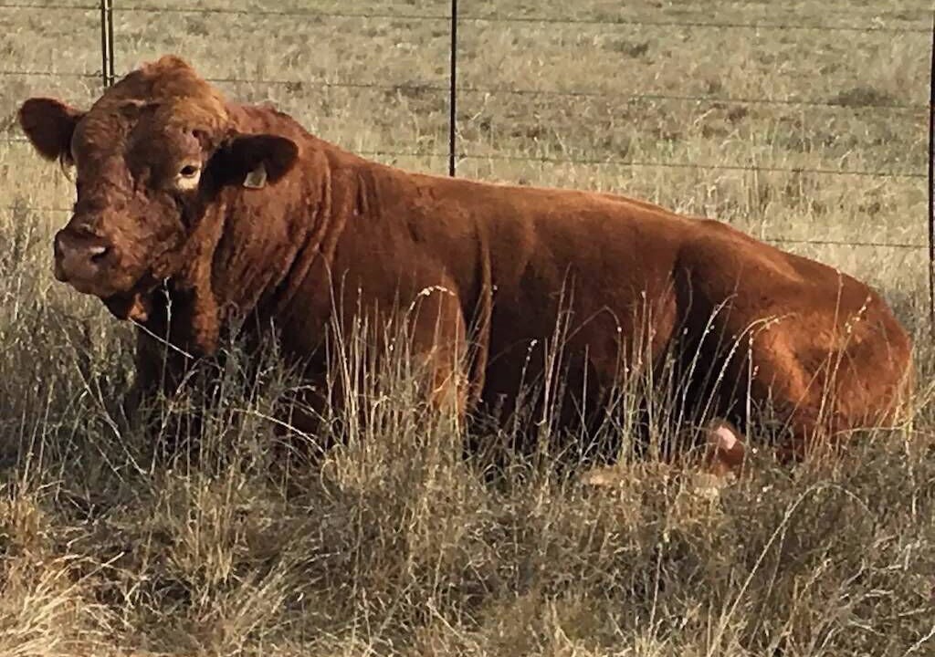 Photo of Others in Llano