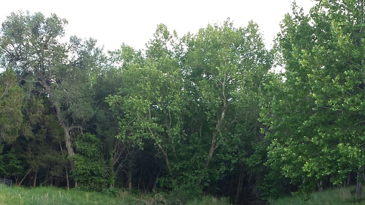 Photo of Others in Blanco