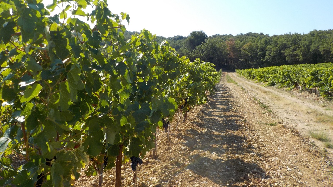 Photo of Outdoor in Visan