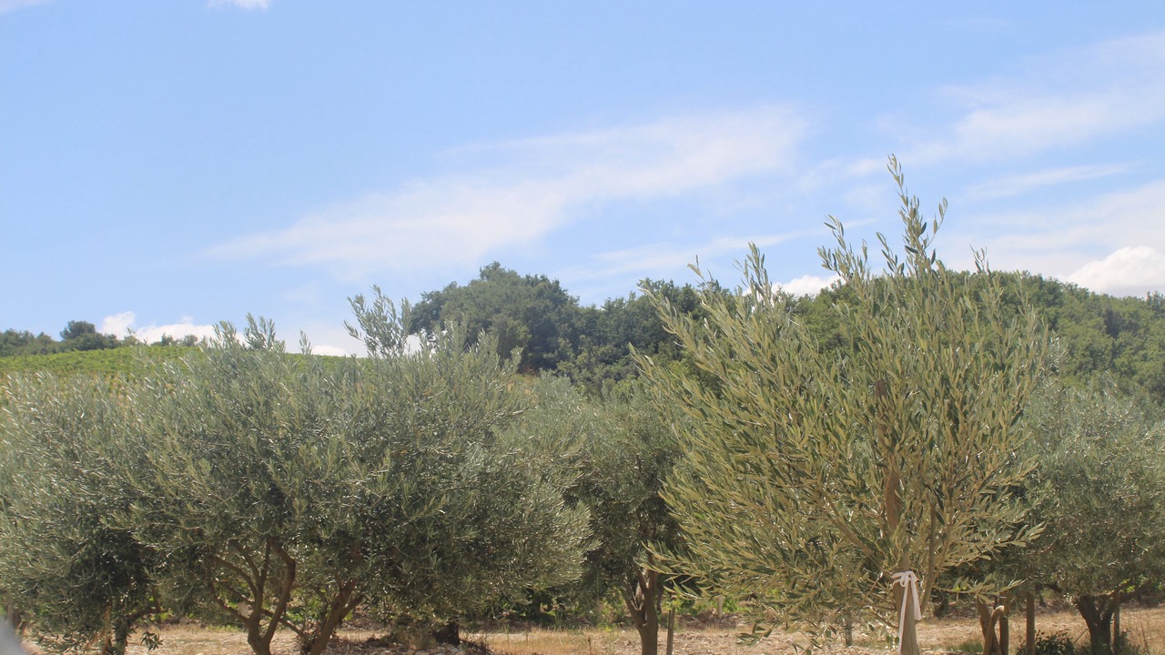 Photo of Outdoor in Visan