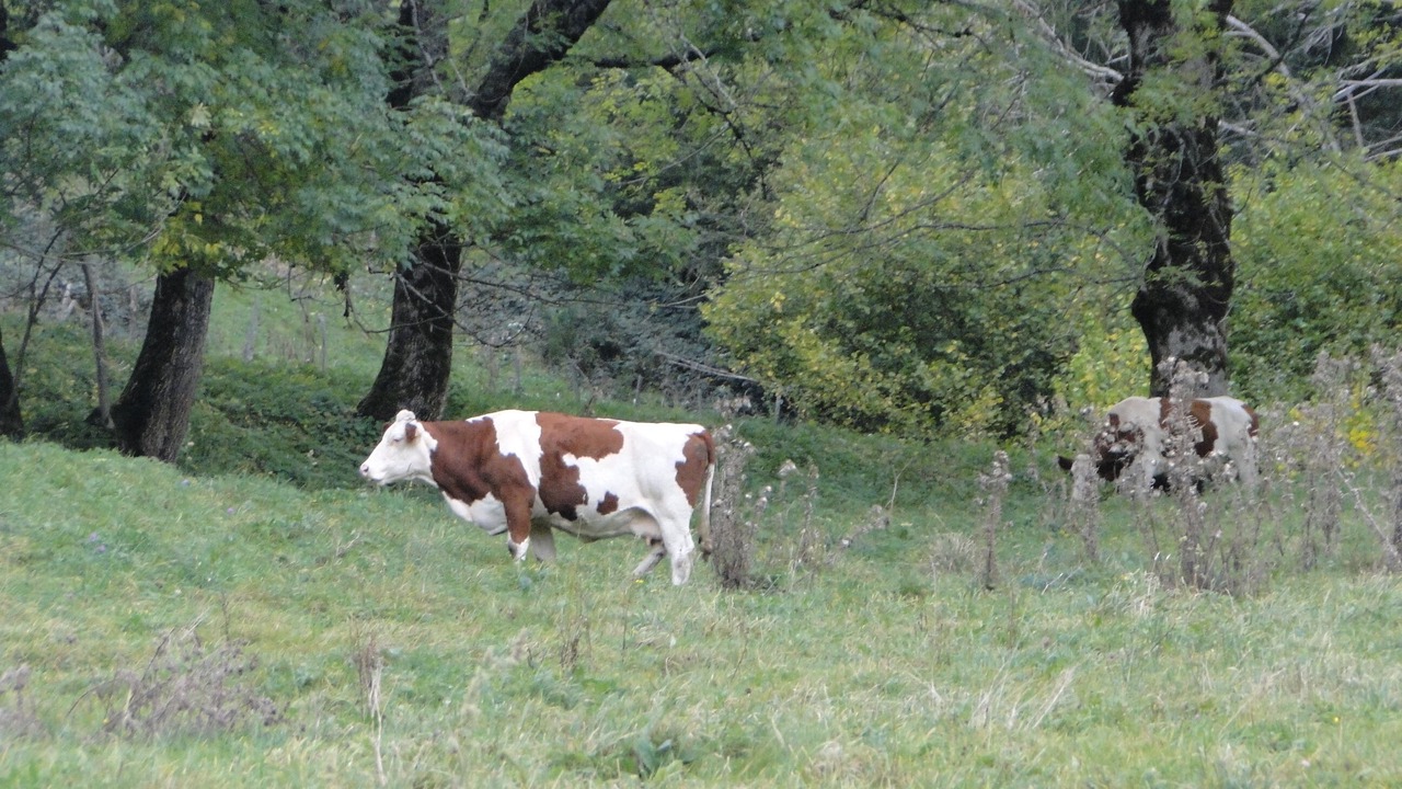 Photo of Outdoor in La Bourboule
