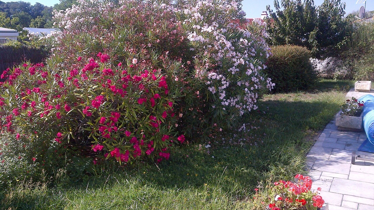 Photo of Outdoor in Noirmoutier-en-l'Ile