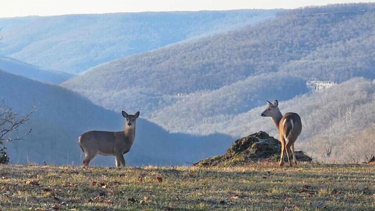 Photo of Others in Monteagle
