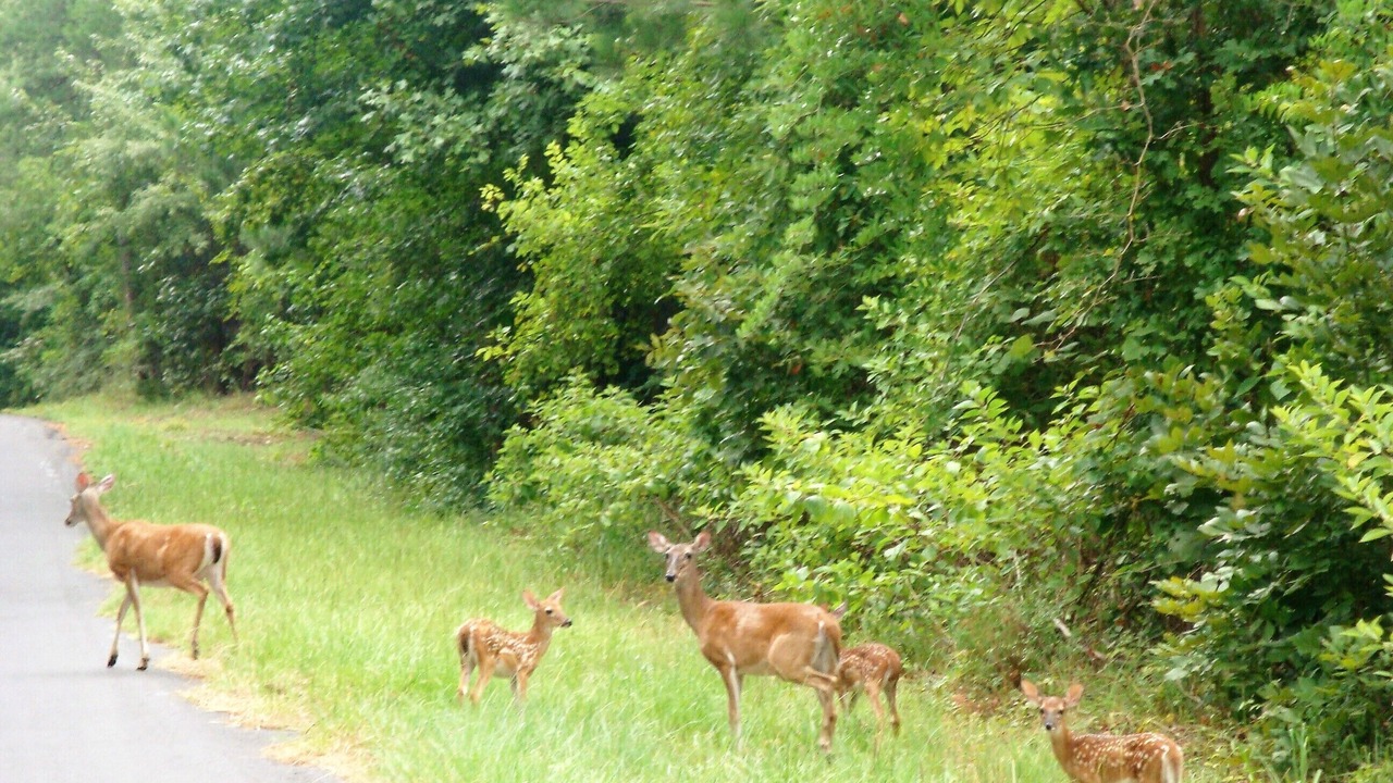 Photo of Others in Holly Lake Ranch