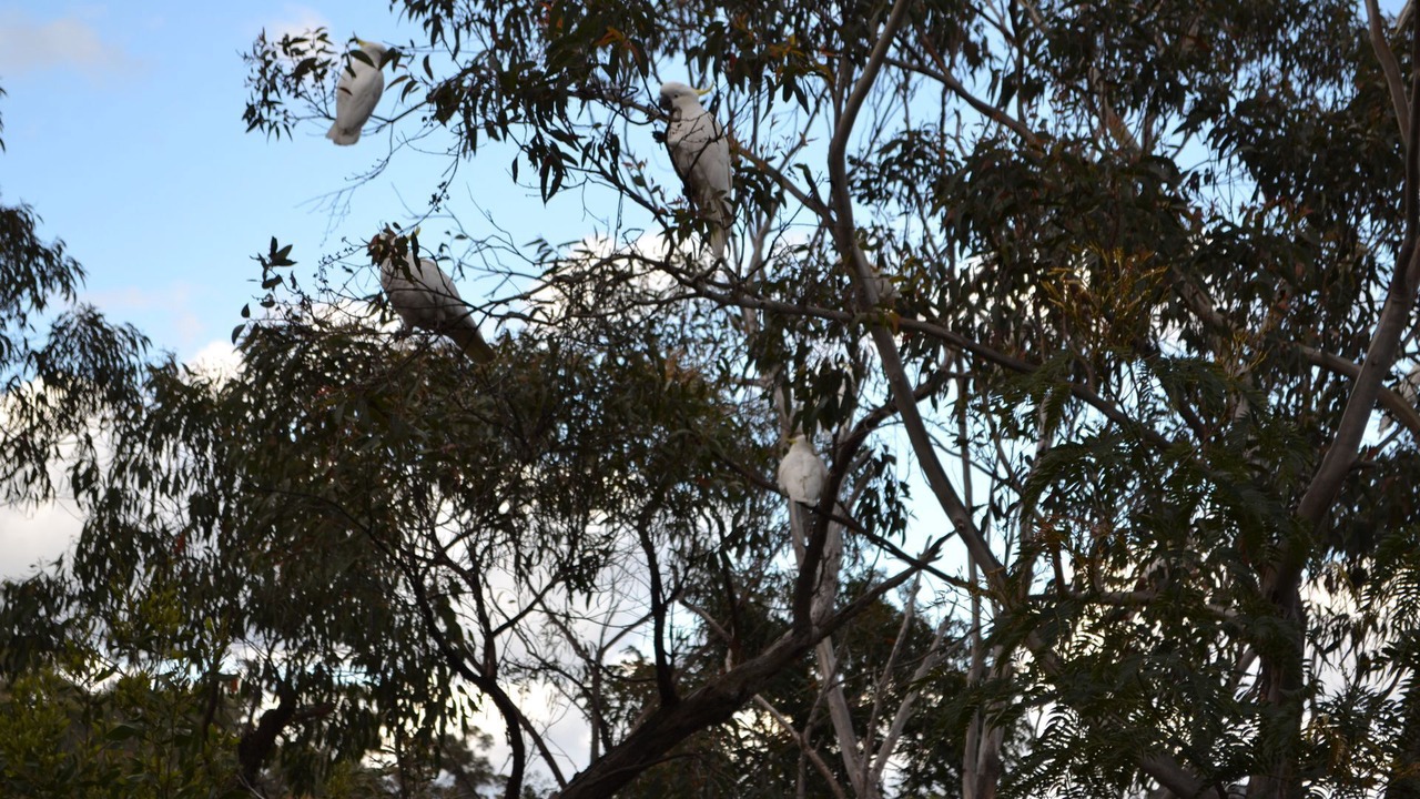Photo of Others in Mount Victoria