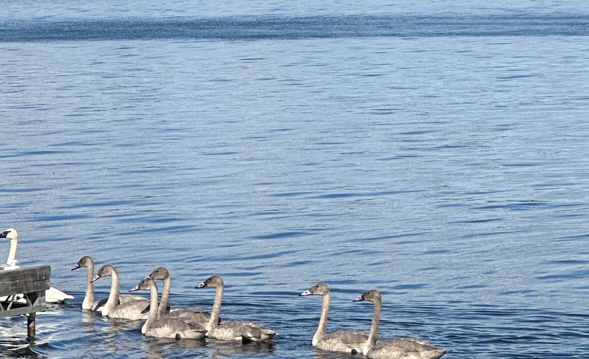Photo of Others in Kawartha Lakes