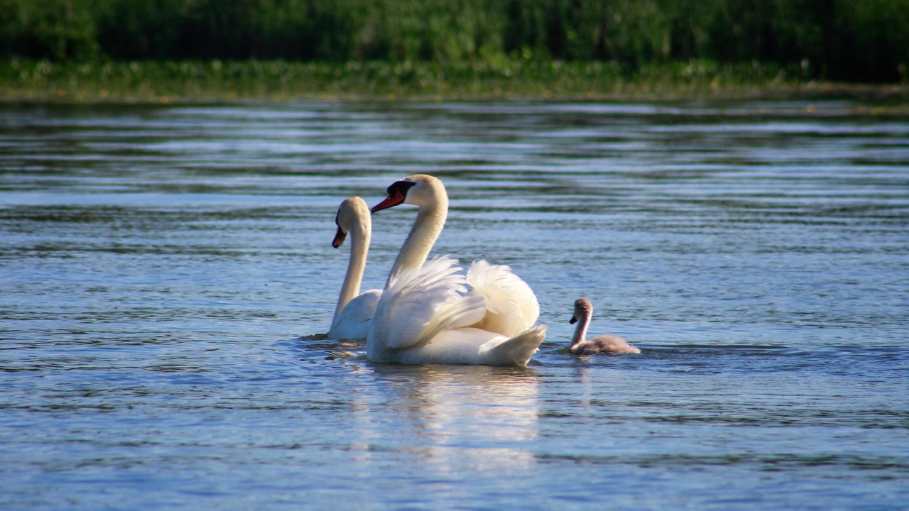 Photo of Others in Pulaski