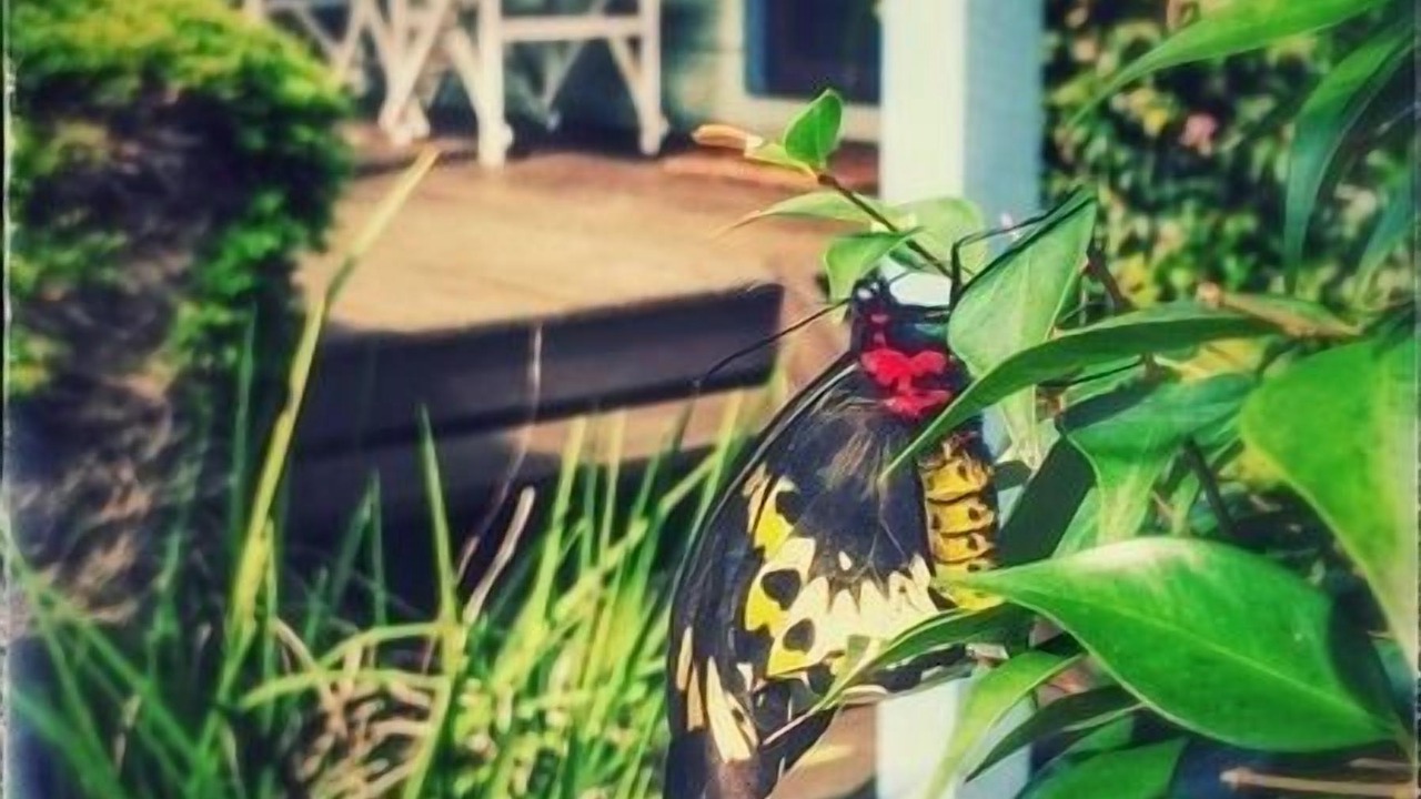 Photo of Others in Suffolk Park