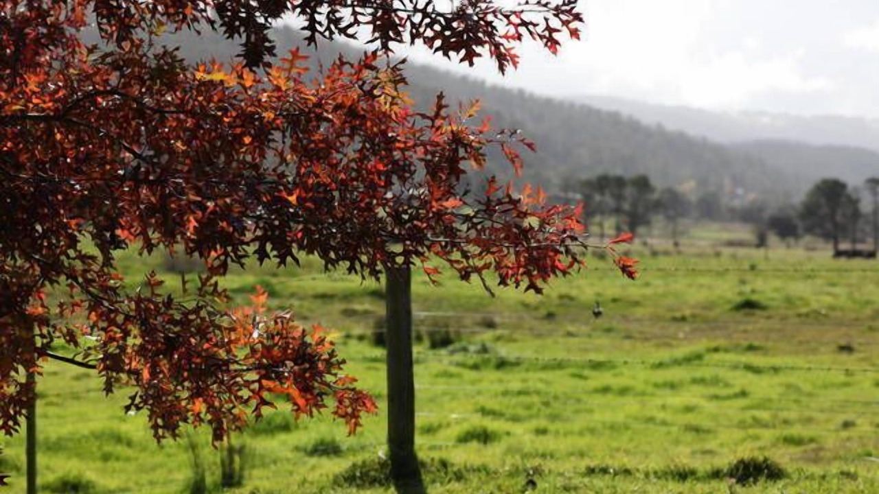 Photo of Outdoor in Yarra Glen