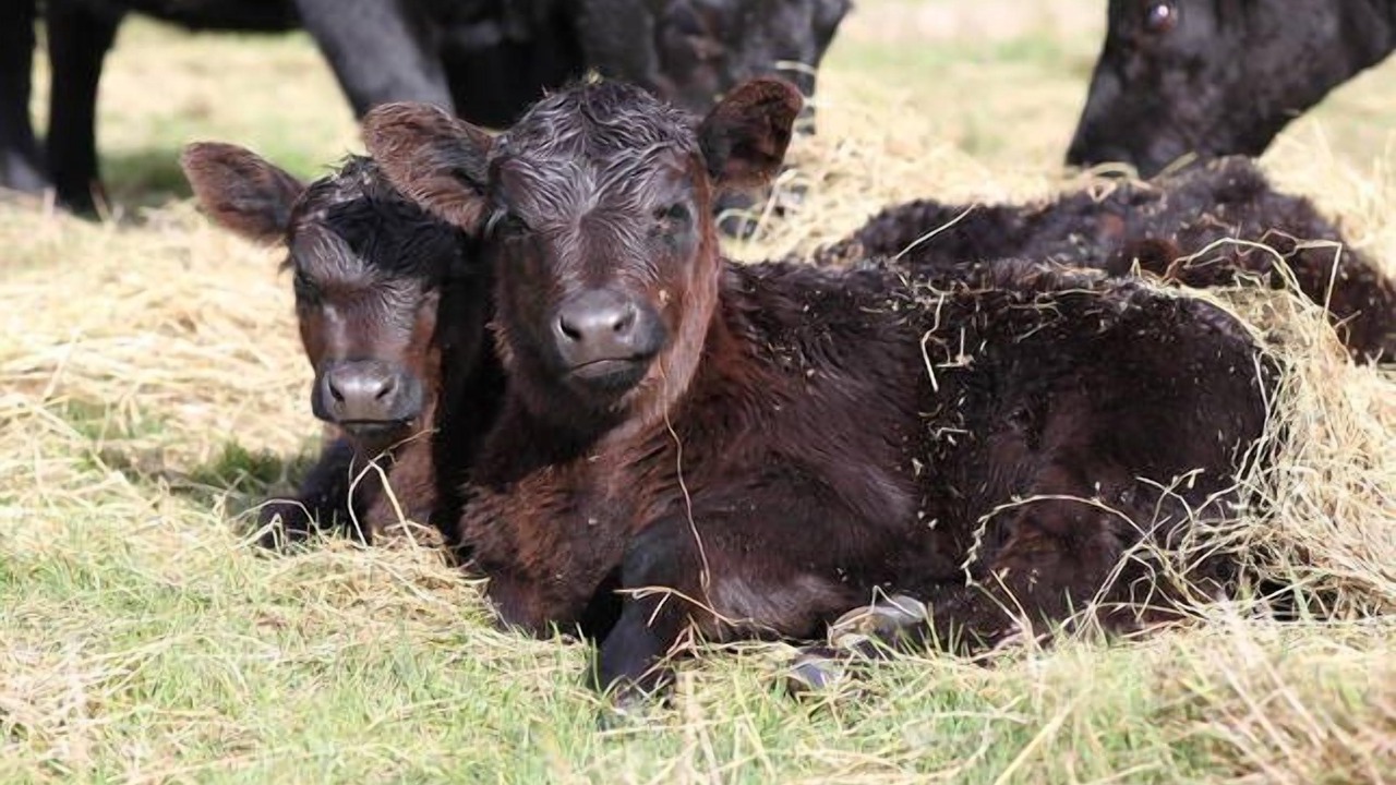 Photo of Outdoor in Yarra Glen