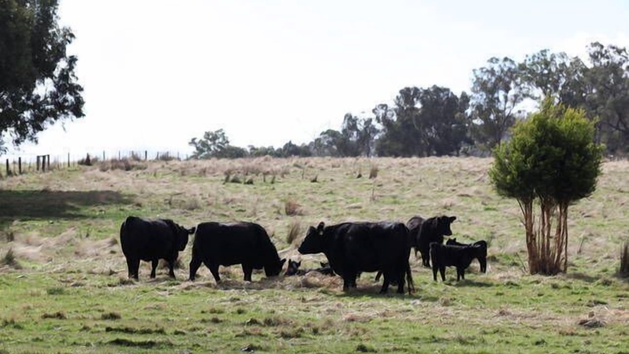 Photo of Outdoor in Yarra Glen