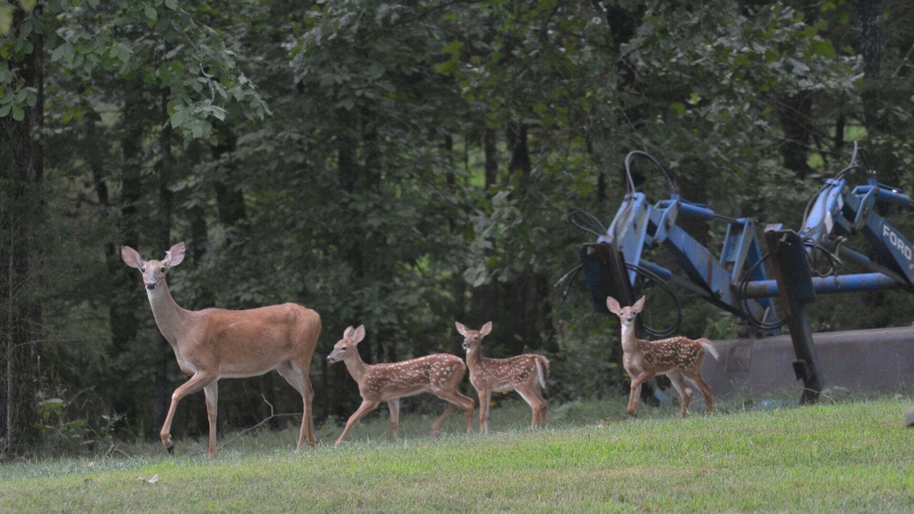 Photo of Outdoor in Russellville