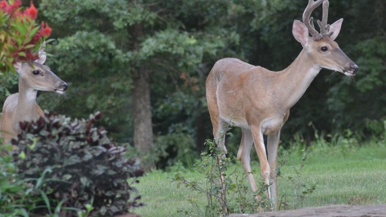Photo of Outdoor in Russellville