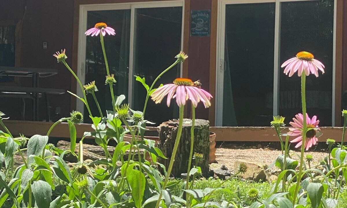 Photo of Outdoor in Caddo Gap