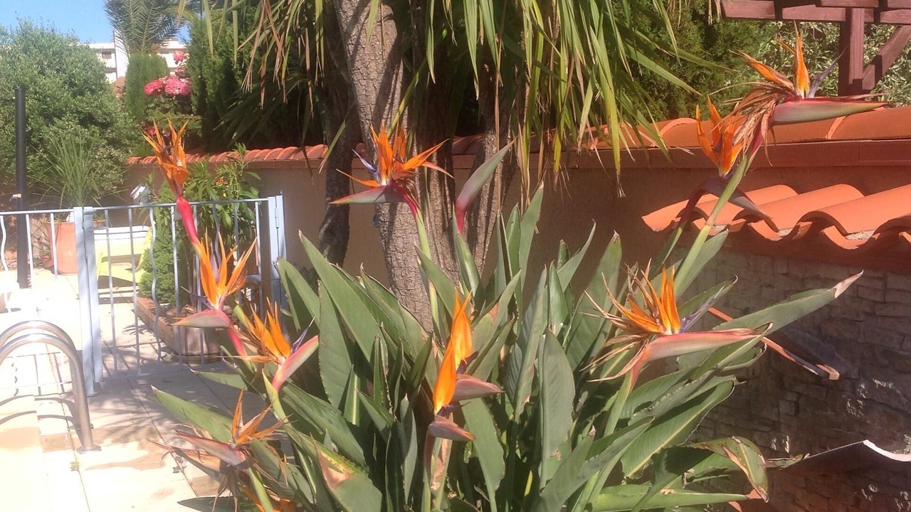 Photo of Outdoor in Saint-Cyprien Plage