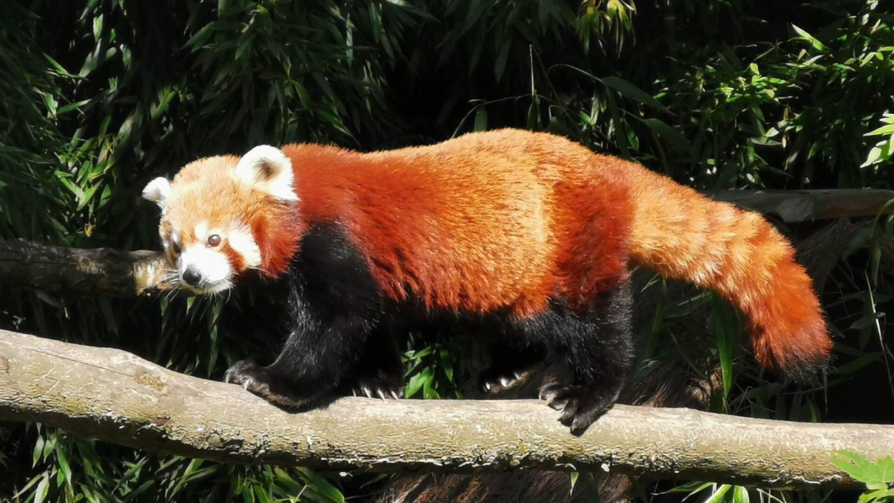 Photo of Others in Ambon