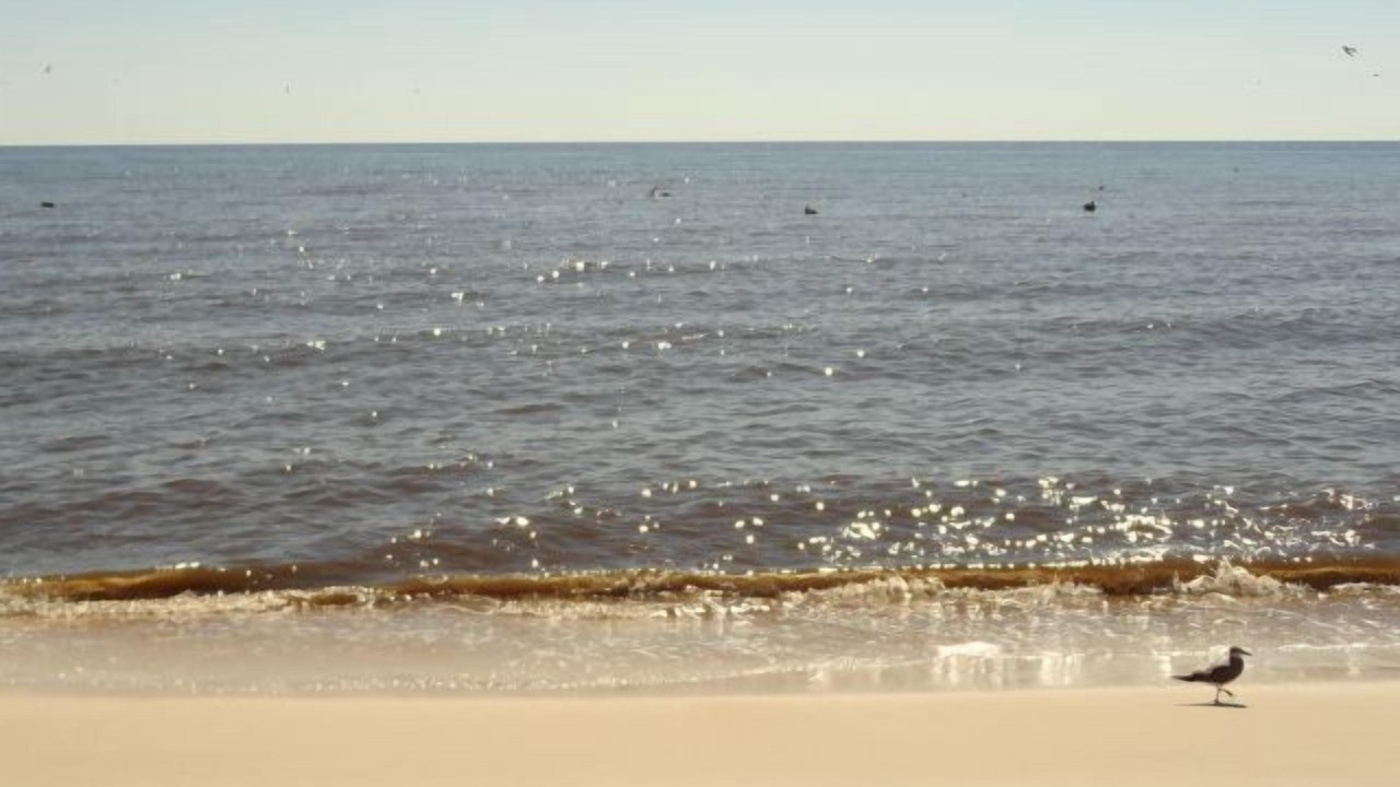 Photo of Others in Alligator Point