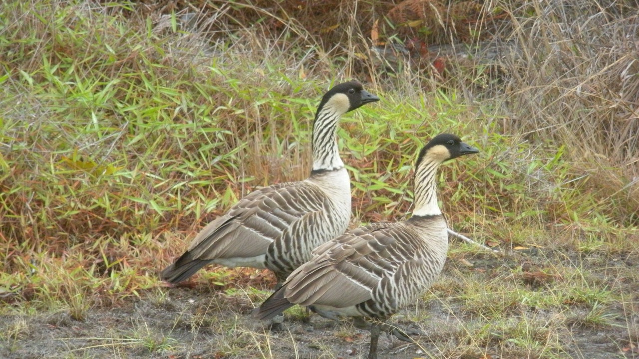 Photo of Others in Keaau