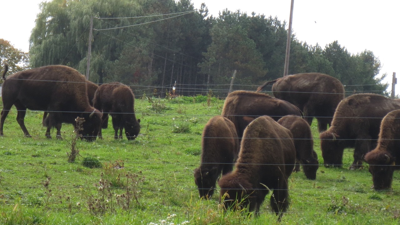 Photo of Others in Trumansburg