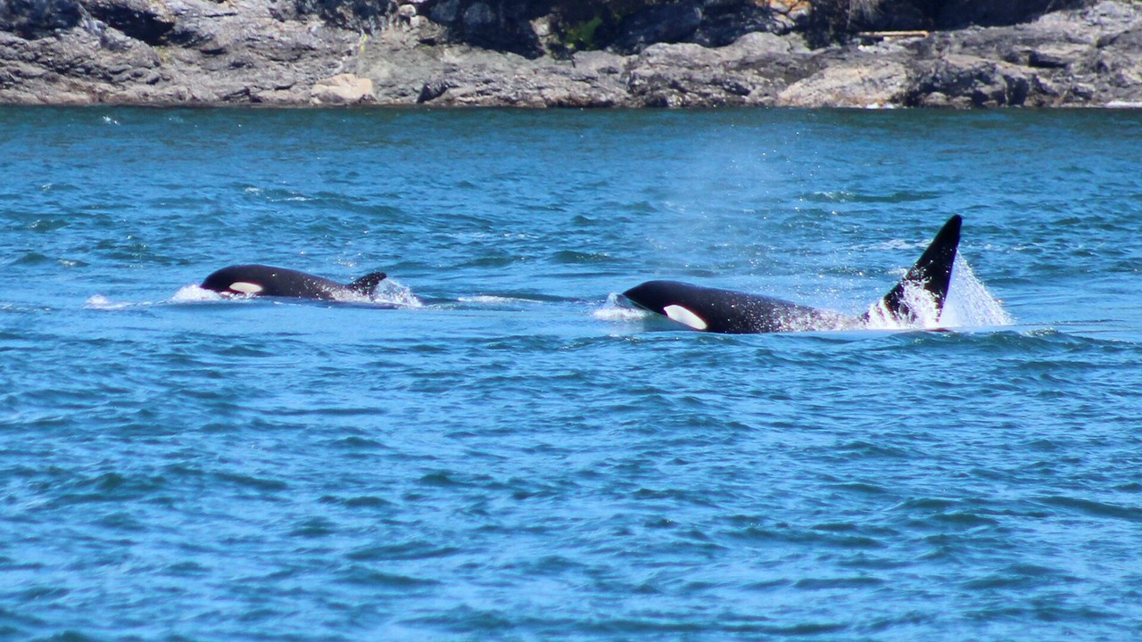 Photo of Others in Friday Harbor