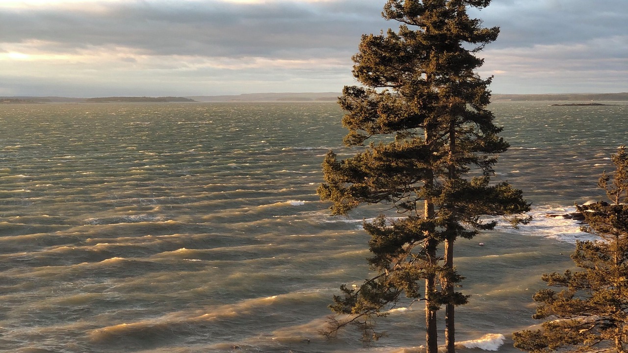 Photo of Others in Swans Island