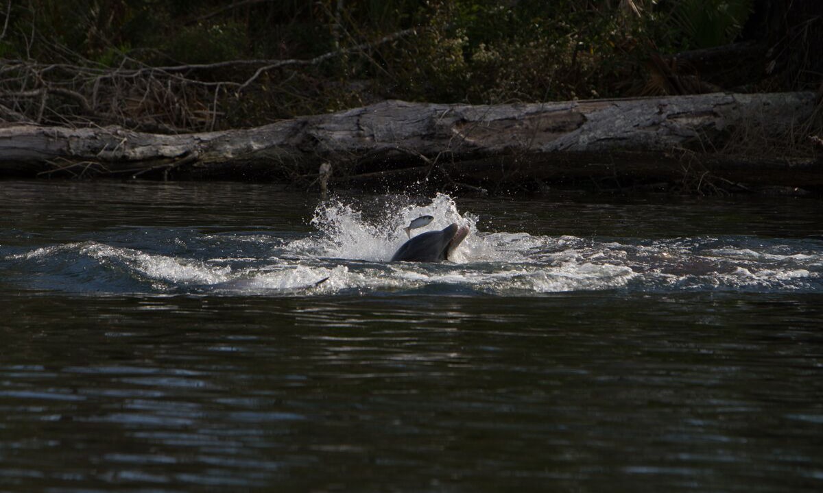 Photo of Others in Homosassa