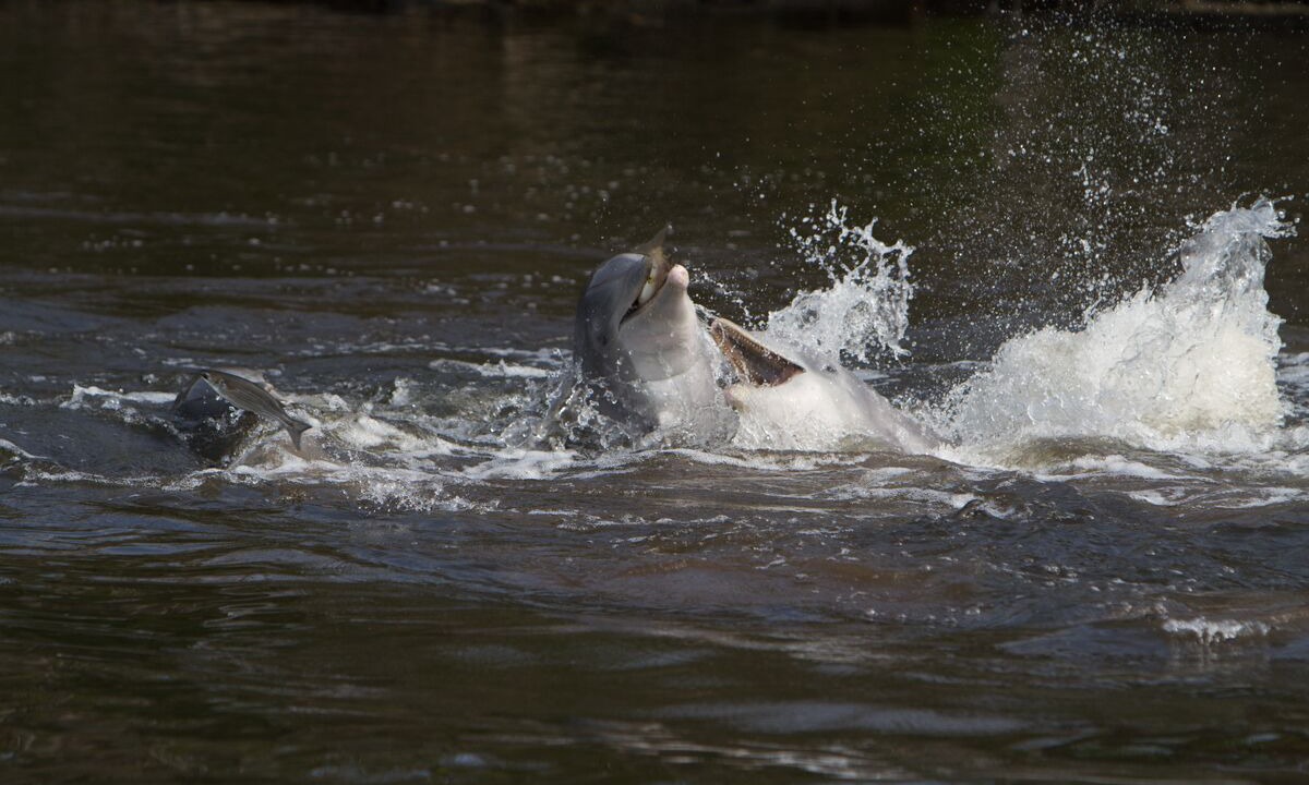 Photo of Others in Homosassa