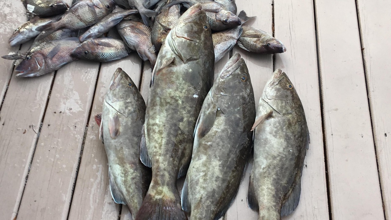Photo of Others in Homosassa