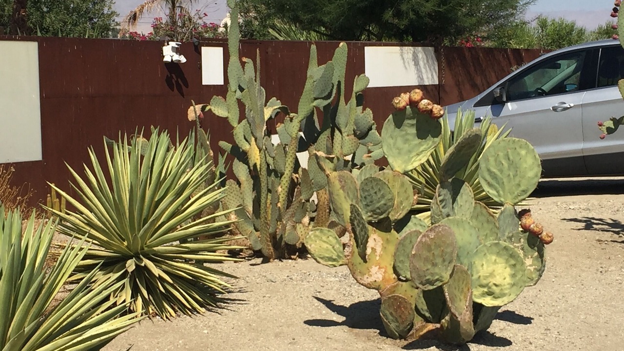 Photo of Others in Cathedral City Cove
