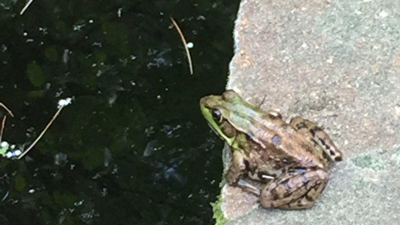 Photo of Others in Tupper Lake