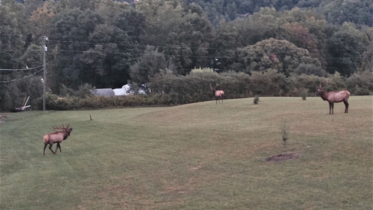 Photo of Others in Maggie Valley