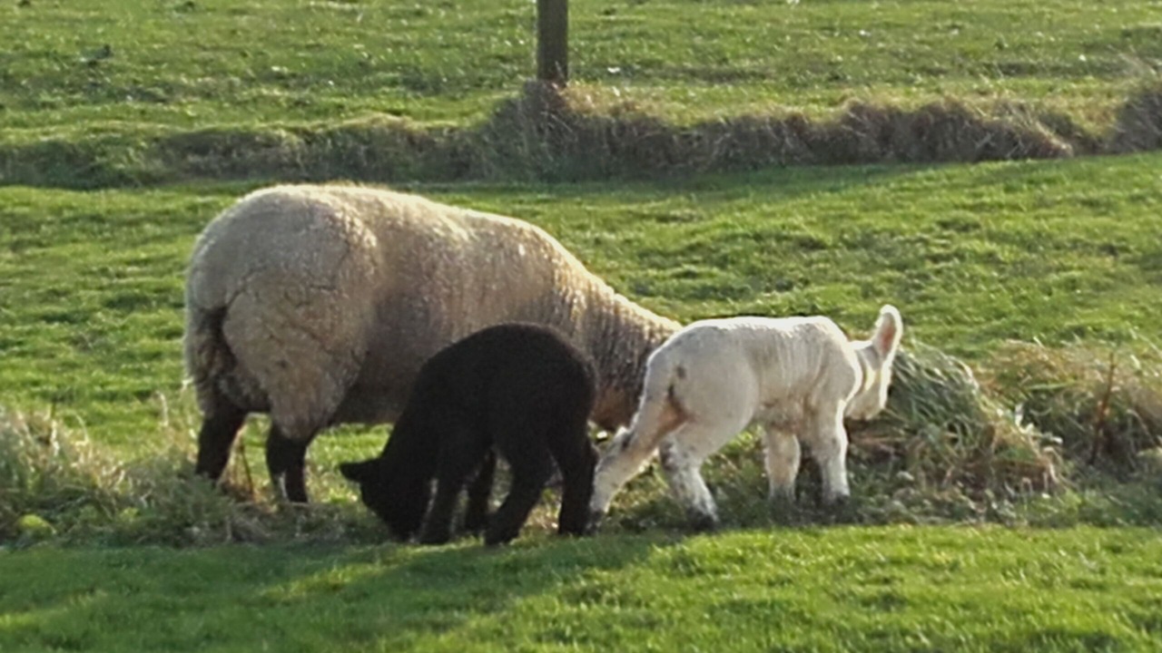 Photo of Outdoor in Ellon