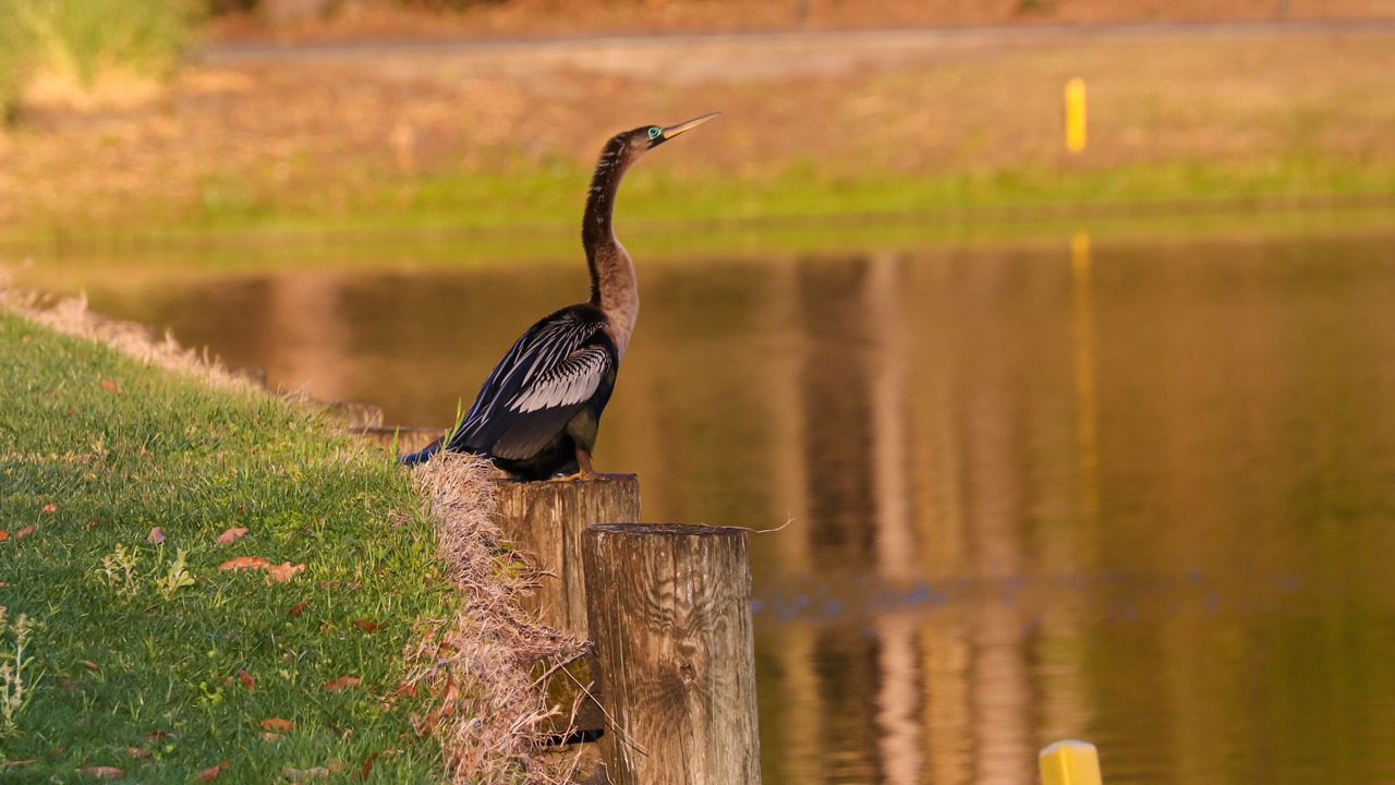 Photo of Others in Pawleys Island