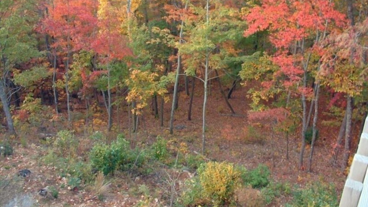 Photo of Others in Ellijay