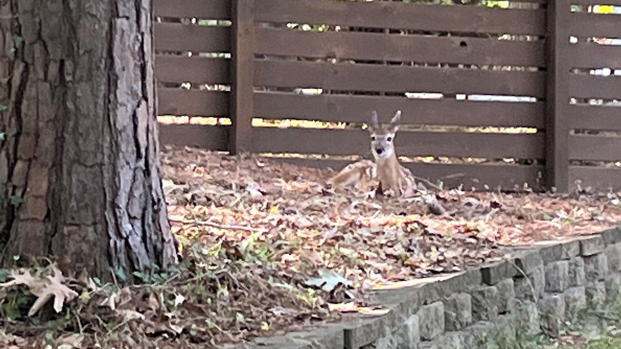 Photo of Outdoor in Chapel Hill