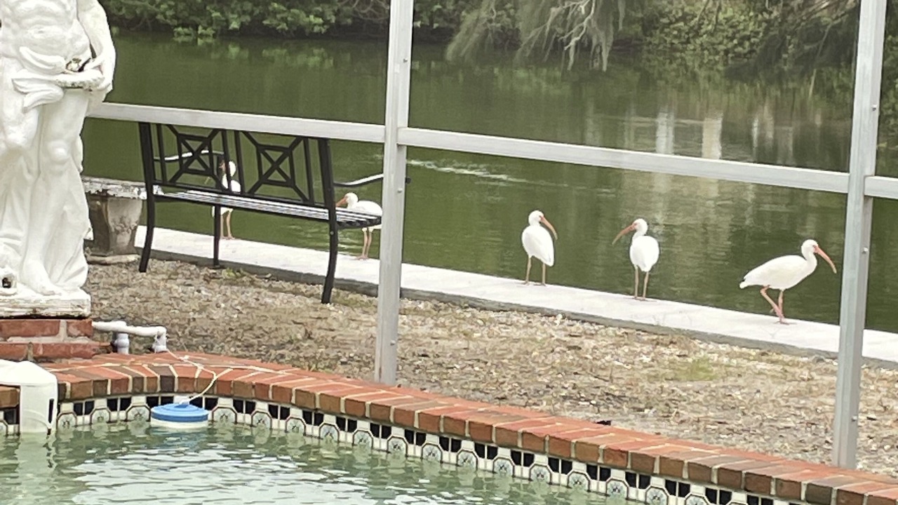 Photo of Outdoor in Siesta Key
