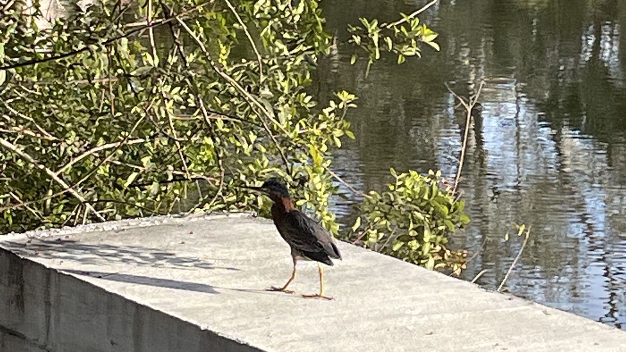 Photo of Outdoor in Siesta Key