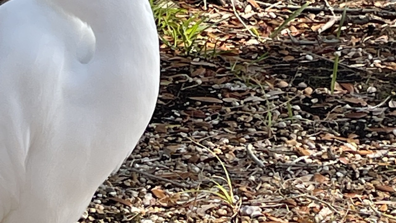 Photo of Others in Siesta Key