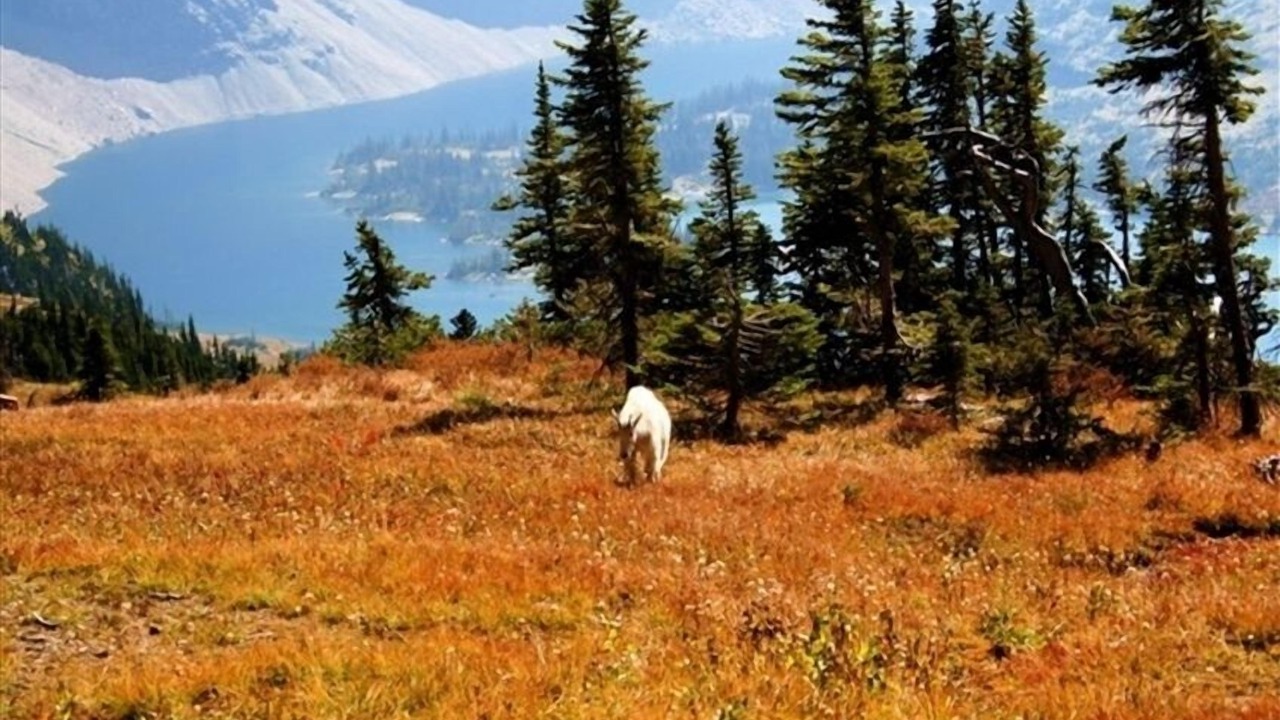Photo of Others in Whitefish