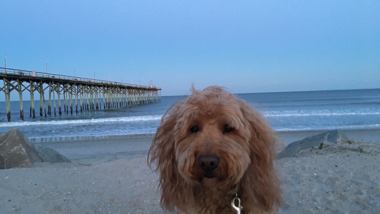 Photo of Others in North Carolina Coast