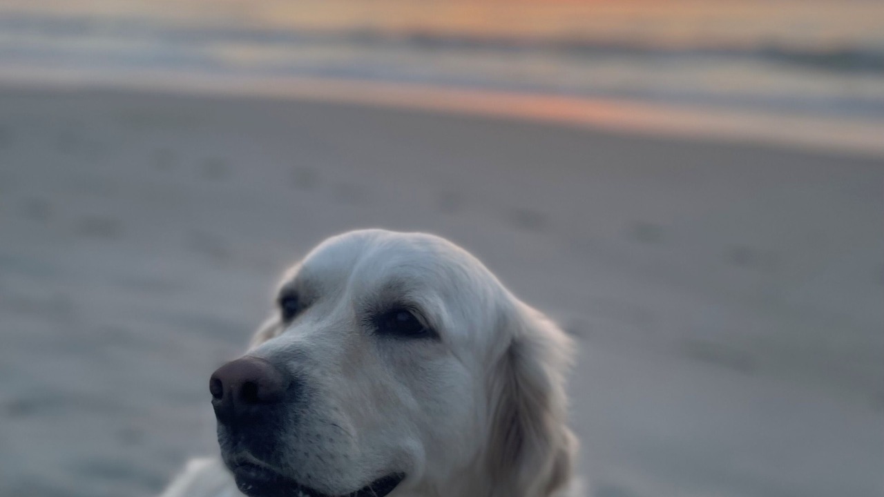 Photo of Others in North Carolina Coast