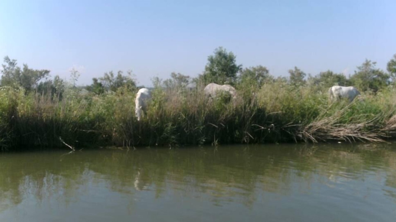 Photo of Others in Palavas-les-Flots
