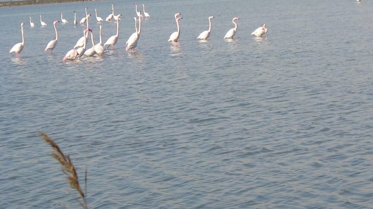 Photo of Others in Palavas-les-Flots