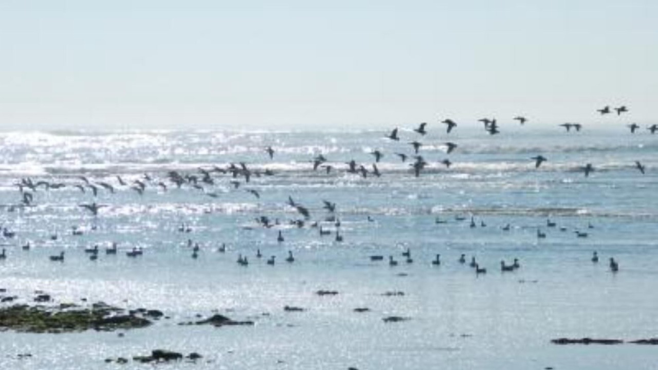 Photo of Others in Saint-Clement-des-Baleines