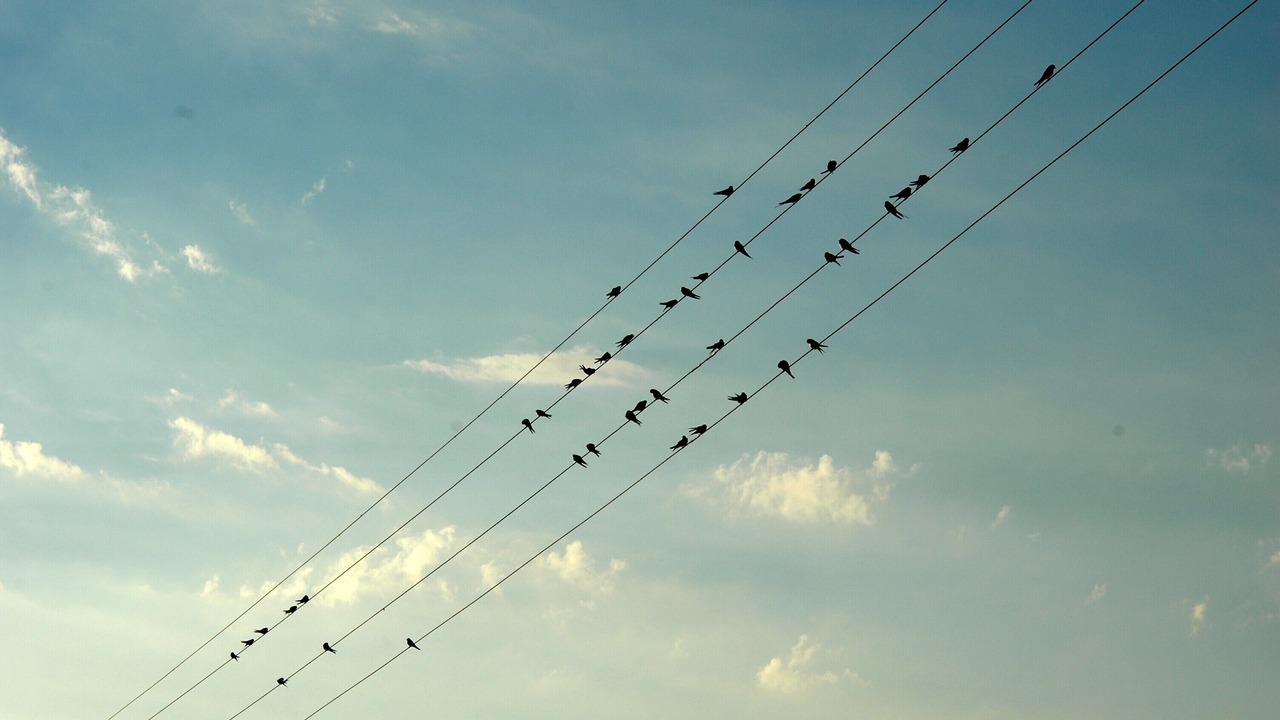 Photo of Others in Saint-Leonard