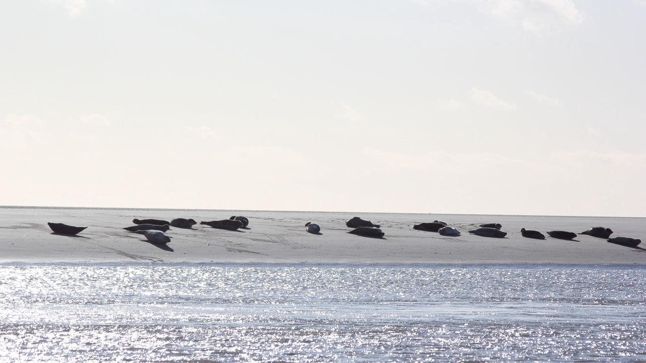 Photo of Others in Stella-Plage